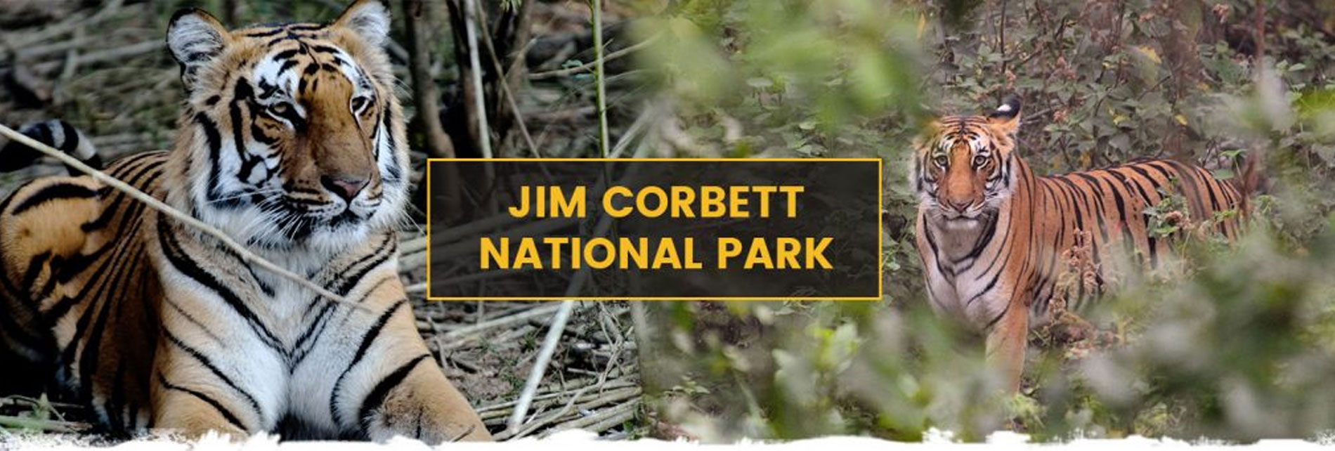 About Jim Corbett National Park Uttarakhand India