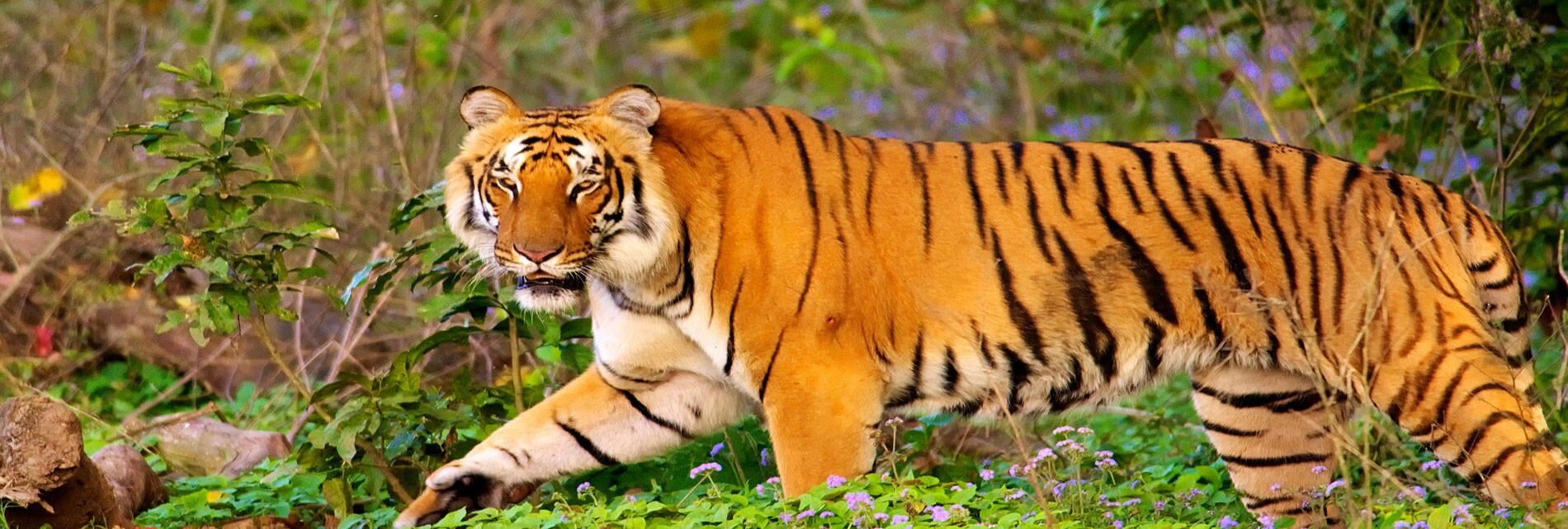 Cobett Tiger Safari